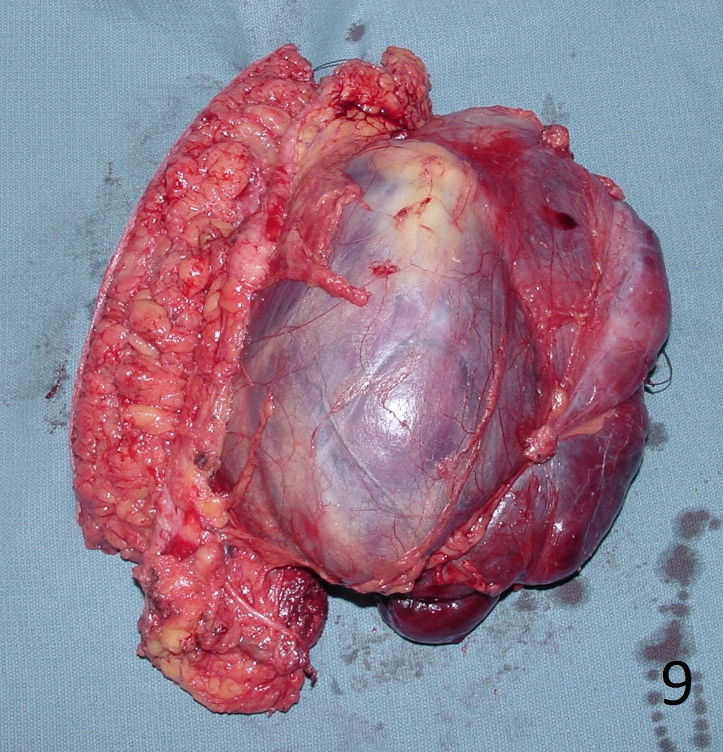 Fig. 9 Fig. 9