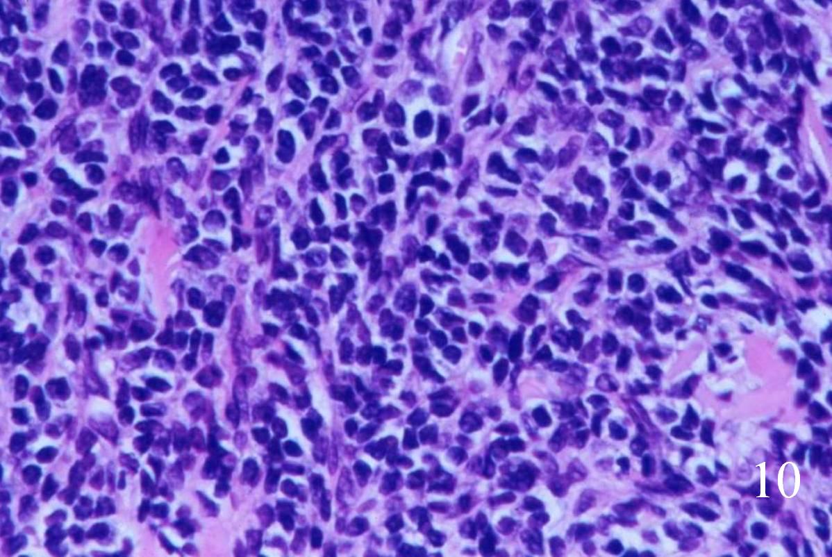 Fig. 10