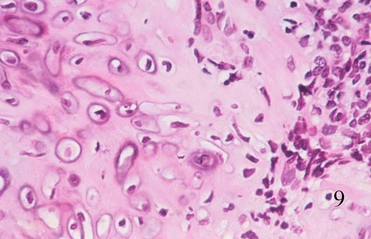 Fig. 9